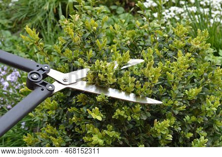 Close Up On Pruning, Trimming Buxus, Boxwood Shrubs With Hedge Shears. Trim Boxwoods In Spring. Cutt
