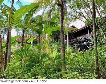 Bridge In The Tropics With Banana And Palm Trees