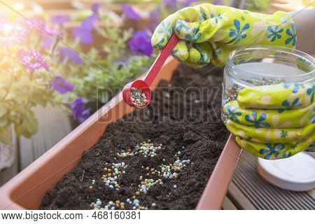 Fertilizers For Flowers. The Process Of Feeding Flowers Before Planting In Flower Pots. Close-up Wom