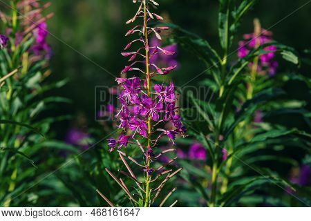 Close Up Bright Purple Willow Herb (fireweed Or Ivan-tea) Elobium Flowers, Growing On The Meadow