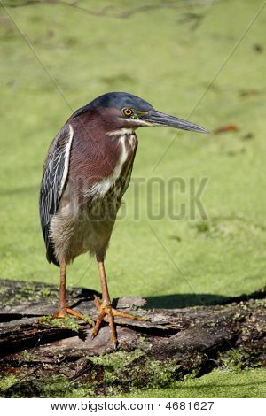 Zelená volavka (butorides nazelenalá)