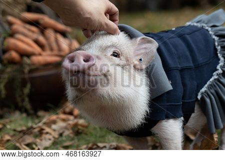 A White Mini Pig Sits In A Wicker Basket. Autumn Photo