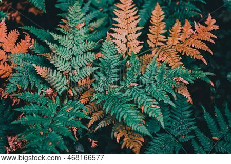 A Fern Is A Member Of A Group Of Vascular Plants (plants With Xylem And Phloem) That Reproduce Via S