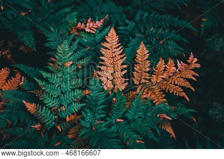 A Fern Is A Member Of A Group Of Vascular Plants (plants With Xylem And Phloem) That Reproduce Via S