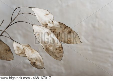 Dried Lunaria Flowers In Sunlight. Floral Minimal Home Interior. Boho Style Home Decor. Selective Fo
