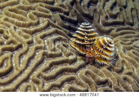Spirobranchus Giganteus, 크리스마스 트리 웜