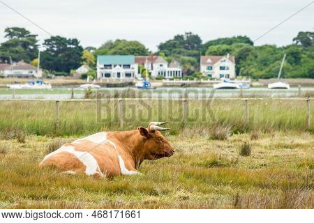 Livestock Grazing (sheltand Cattle) At Hengistbury Head Nature Reserve With Waterside Houses On Chri