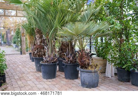 Exotic Oasis. Large Tropical Evergreen Plants With Lush Green Foliage In Flower Pots In Greenhouse. 
