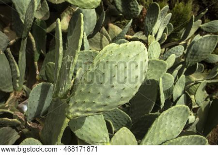 Green Cactus Leaf - Edible Nopal. Healthy Food