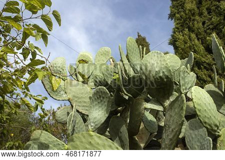 Organic Cactus Fruits - Opuntia Ficus - Indica