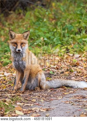 Close Up Of A Red Fox Vulpes Vulpes, Sitting On A Path In The Forest.