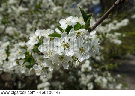 Bundle Of White Flowers Of Cherry Tree In April