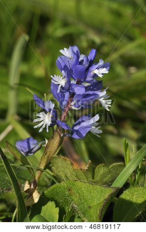 Milkwort ชอล์ก