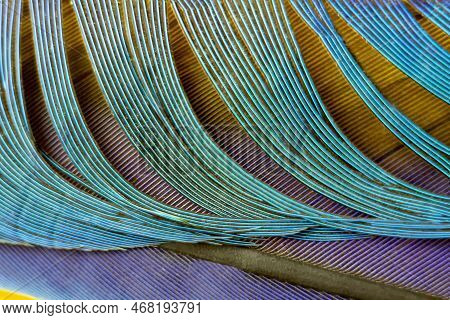 Colorful Parrot Feather Close-up. Macrotexture And Macro Closeup Of The Colorful Details And Texture