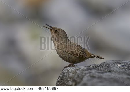 Cobb\'s Wren (troglodytes Cobbi) Calling On The Coast Of Carcass Island In The Falkland Islands