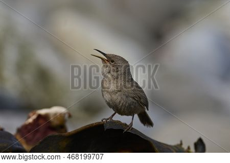 Cobb\'s Wren (troglodytes Cobbi) Calling On The Coast Of Carcass Island In The Falkland Islands