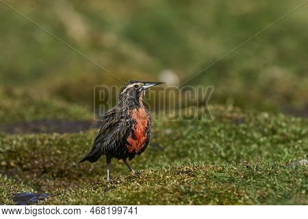 Long-tailed Meadowlark (sturnella Loyca Falklandica) Bathing In A Small Stream On Carcass Island In 