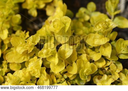 Golden Creeping Jenny Leaves In The Garden