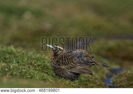 Long-tailed Meadowlark (sturnella Loyca Falklandica) Bathing In A Small Stream On Carcass Island In 