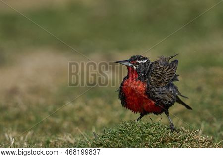 Long-tailed Meadowlark (sturnella Loyca Falklandica) Bathing In A Small Stream On Carcass Island In 