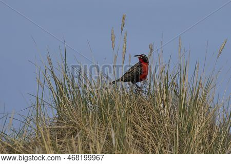 Long-tailed Meadowlark (sturnella Loyca Falklandica) Perched Amongst Tussock Grass On Carcass Island