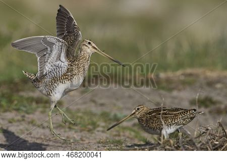 Magellanic Snipe (gallinago Paraguaiae Magellanica) Interacting During The Spring Breeding Season On