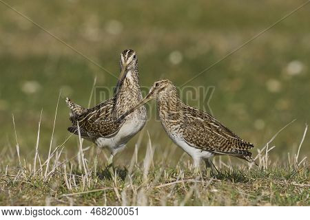 Magellanic Snipe (gallinago Paraguaiae Magellanica) Interacting During The Spring Breeding Season On