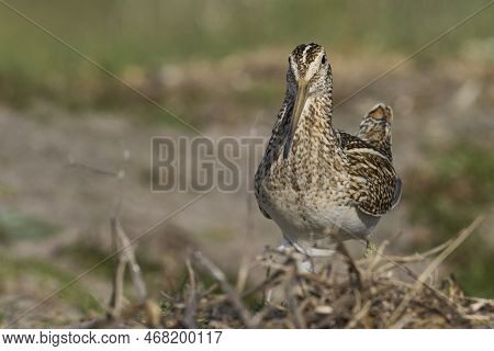 Magellanic Snipe (gallinago Paraguaiae Magellanica) Looking For Food On Carcass Island In The Falkla