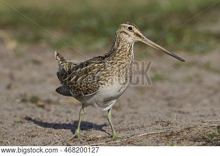 Magellanic Snipe (gallinago Paraguaiae Magellanica) Looking For Food On Carcass Island In The Falkla