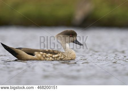 Crested Duck (lophonetta Specularioides Specularioides) Displaying In A Pond On Carcass Island In Th