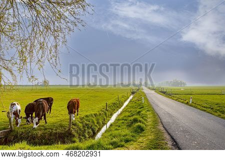Free Range Cows For Organic Milk Farming Selective Focus Background Blur