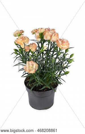Orange 'dianthus Caryophyllus' (botanic Name) Flowers In Pot On White Background