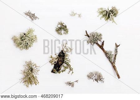 Set Of Fishnet Lichen, Cladonia Boryi, Lichen On White Background