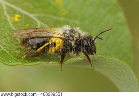 Closeup On A Female Grey-backed Mining Bee , Andrena Vaga, Loaded With Yellow Pollen On A Green Leaf