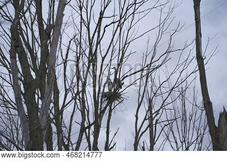 Two Blue Herons Sitting On Their Nest.