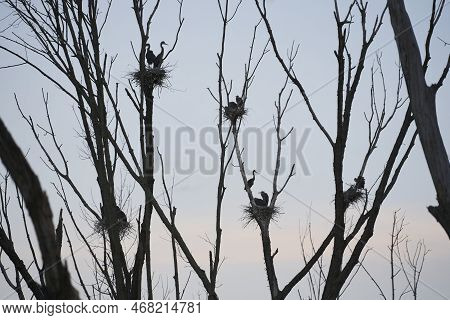 A Flock Of Blue Herons Resting On Nests. This Heronry Is Located Over A Swamp In Akron Ohio.