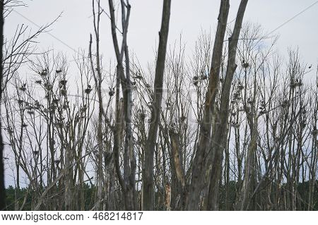 A Flock Of Blue Herons Resting On Nests. This Heronry Is Located Over A Swamp In Akron Ohio.
