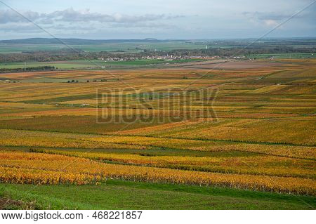 Autumn View On Colorful Grand Cru Champagne Vineyards Near Moulin De Verzenay, Pinot Noir Grape Plan