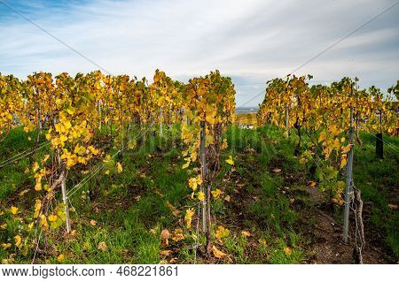 Autumn View On Colorful Grand Cru Champagne Vineyards Near Moulin De Verzenay, Pinot Noir Grape Plan