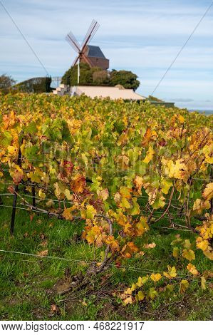 Autumn View On Colorful Grand Cru Champagne Vineyards Near Moulin De Verzenay, Pinot Noir Grape Plan