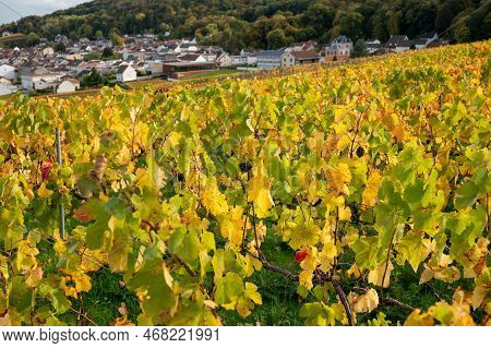 Autumn View On Colorful Grand Cru Champagne Vineyards Near Moulin De Verzenay, Pinot Noir Grape Plan
