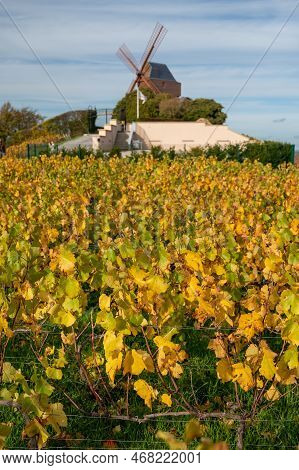 Autumn View On Colorful Grand Cru Champagne Vineyards Near Moulin De Verzenay, Pinot Noir Grape Plan