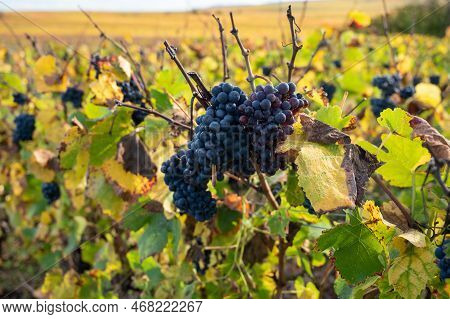 Autumn View On Colorful Grand Cru Champagne Vineyards Near Moulin De Verzenay, Pinot Noir Grape Plan