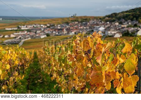Autumn View On Colorful Grand Cru Champagne Vineyards Near Moulin De Verzenay, Pinot Noir Grape Plan