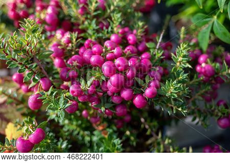 Beautiful Garden Plant For Winter With Red Or Pink Berries Gaultheria Teaberry Plant