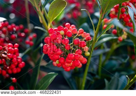Red Berries Of Winter Blossoming Garden Plant, Evergreen Skimmia Japonica  Ornamental Plant