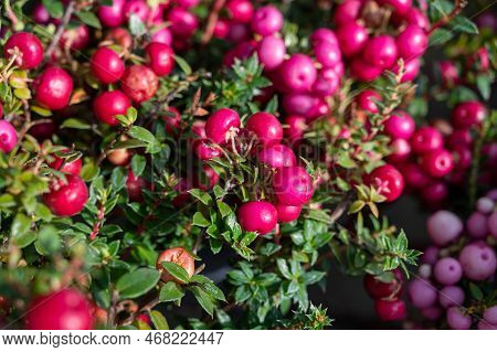 Beautiful Garden Plant For Winter With Red Or Pink Berries Gaultheria Teaberry Plant