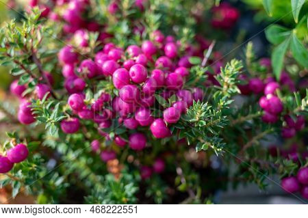 Beautiful Garden Plant For Winter With Red Or Pink Berries Gaultheria Teaberry Plant