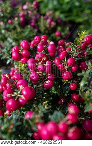 Beautiful Garden Plant For Winter With Red Or Pink Berries Gaultheria Teaberry Plant