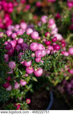 Beautiful Garden Plant For Winter With Red Or Pink Berries Gaultheria Teaberry Plant